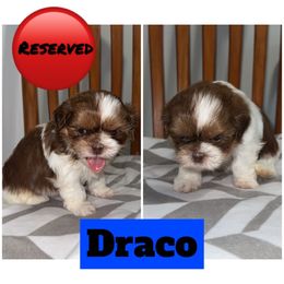 Draco - Brown and white male Shichon puppy in Mason City, Iowa from Nebula Nest