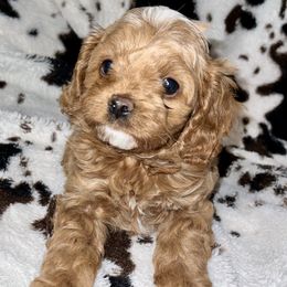 Aussiedoodles, Cavapoos, and Poodles from J&K Kennels