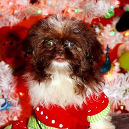 ZOEY - Shih Tzu