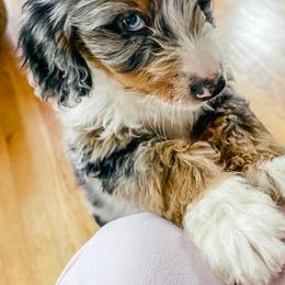 Bernedoodles, Goldendoodles, and Whoodles from Fleury Farm Doodles NC