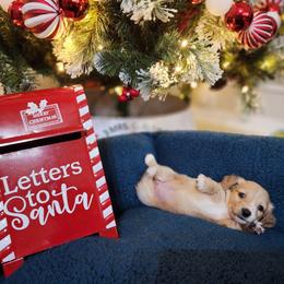 Daisy - Cream female Dachshund puppy in Bedias, Texas from Faith & Grace Doxies