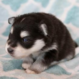 Green Collar - Black and white male Pomsky puppy in St. Peters, Missouri from Saint Peters Pomskies