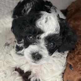 Dexter - Parti male Poodle puppy in Sharon, Connecticut from LittleBear Poodles