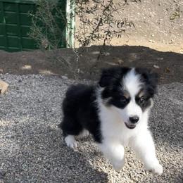 Miniature Australian Shepherd Puppies from DLT MiniAussie