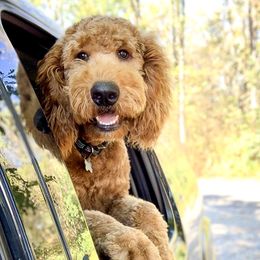 Oakley - Goldendoodle