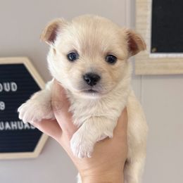 Samuel - Cream male Chihuahua puppy in Harrison, Michigan from Cloud9 Chihuahuas