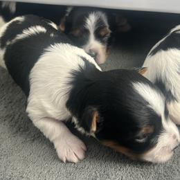 Biewer Terrier Puppies from Dunes Pups