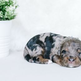Monte - Merle male Bernedoodle puppy in Spanish Fork, Utah from K Brand Doodles