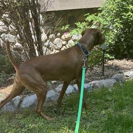 Lady - Vizsla