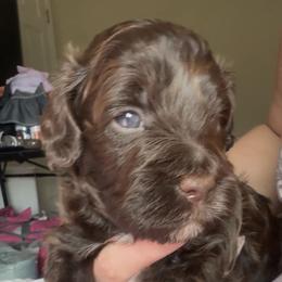 Anna - Chocolate female Goldendoodle puppy in Decatur, Texas from Scherrer Sweet Goldendoodles