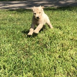 Poodle Puppies from Hidden Treasures Farm LLC