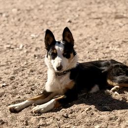 Espera - Border Collie