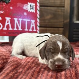Black - Liver roan male German Shorthaired Pointer puppy in Huntington, Texas from B&B GSP’S