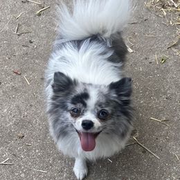 LuLu - Pomeranian