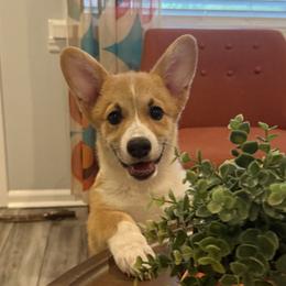 Baron Frederic - Red male Pembroke Welsh Corgi puppy in North Charleston, South Carolina from Corgivilla