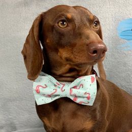 Sir Rolo - Dachshund