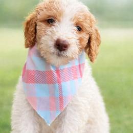 Sugar Plum - Parti female Goldendoodle puppy in Sanford, Florida from Florida Coast Golden Doodles