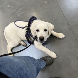 Labrador Retriever Puppies from Wagador Labrador Retrievers