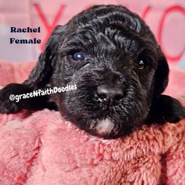 Rachel - Black female Goldendoodle puppy in Peytno, Colorado from Grace N Faith Doodles