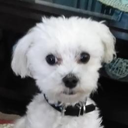 Jade - Maltese