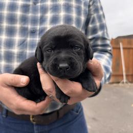 Green Collar - Black female Labrador Retriever puppy in Longview, Washington from Northwest Cairn Terriers