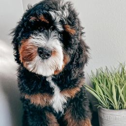 Bernedoodles from Berne n Doodles