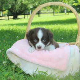 Coco - Red tri female Miniature Australian Shepherd puppy in Woodsdale, Ohio from Crest View Minis