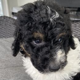 Girl 2 Lucy - Tri-color Bernedoodle puppy in Landisville, Pennsylvania from Debbies Doodles