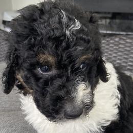 Girl 2 Lucy - Tri-color Bernedoodle puppy in Landisville, Pennsylvania from Debbies Doodles