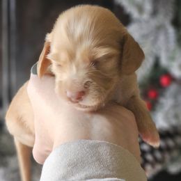 Light blue collar - Red male Dachshund puppy in Pasco, Washington from Loyal Lil Dachshunds