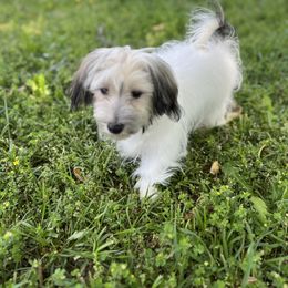 Havanese Puppies from Home with Havanese
