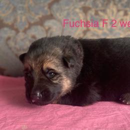 Fuchsia collar girl - Black and red female German Shepherd puppy in Coleta, Illinois from Four Leaf Farm- Vom Vierblättriges Bauernhof