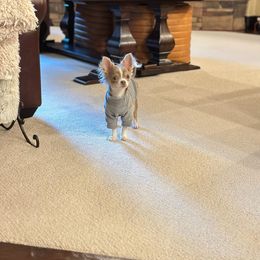 Chihuahua Puppies from Sourpatch Chihuahuas