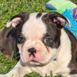 Bongo - Black brindle and white male Boston Terrier puppy in Brooksville, Florida from I Love Pups
