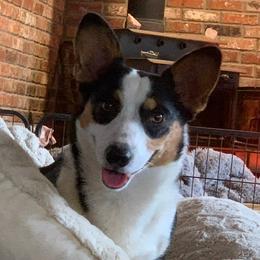 StormieLee - Pembroke Welsh Corgi