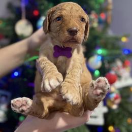 Tinsel - Purple Collar - Apricot female Goldendoodle puppy in Howard City, Michigan from Doodles and Chaos
