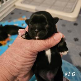 1st born girl - Black and white female Shih Tzu puppy in Havelock, North Carolina from Sugar Paws Heavenly Shih Tzu’s