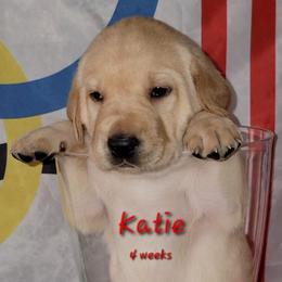 Katie - Labrador Retriever puppy from Patriot Labrador Retrievers