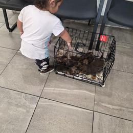 Dachshund Puppies from One love doxies