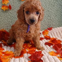 Donna - Red  female Poodle puppy in Blanch, North Carolina from Faithful Hearts Kennel