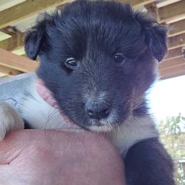 Willow - Black and white female Shetland Sheepdog puppy in Luray, Missouri from Krayola Shelties
