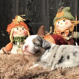 Miniature American Shepherd Puppies from Southern Charm Mini Aussies
