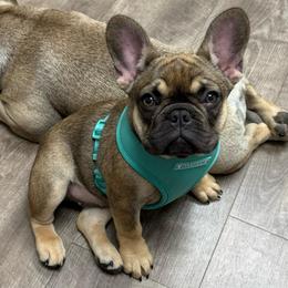 Coco - Fawn female French Bulldog puppy in South Bend, Indiana from Furever Faithful Frenchies LLC