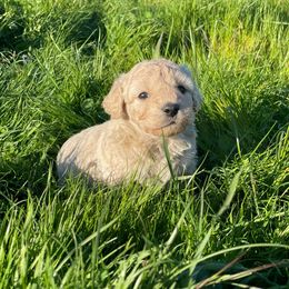 Goldendoodle Puppies from Doodle Paradise