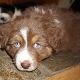 Australian Shepherd Puppies from Pole Canyon Australian Shepherds