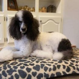 Opal - Poodle