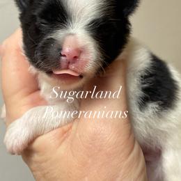 Maestro - Black parti male Pomeranian puppy in Palatka, Florida from Sugarland Pomeranians
