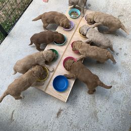 Goldendoodle Puppies from Dolly Doodle’s Doodles