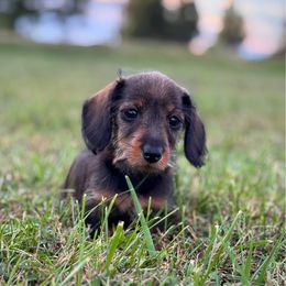 Mrs. Potato Head - Wild boar female Dachshund puppy in Wooldridge, Missouri from Royal Bloodline Canines