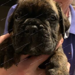 Boxer Puppies from Aleman Euro Boxers
